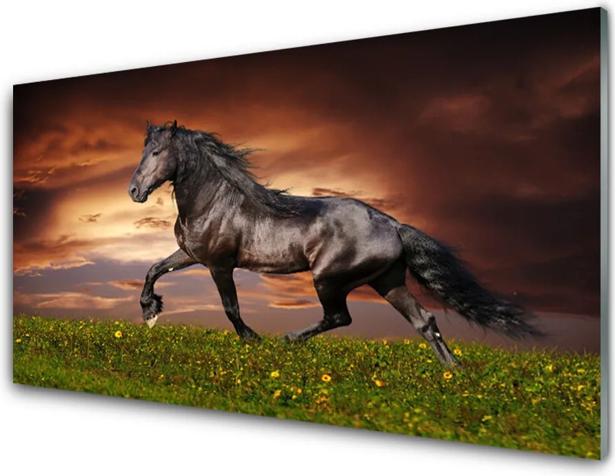 Panel Szklany do Kuchni Szlachetny Czarny Koń