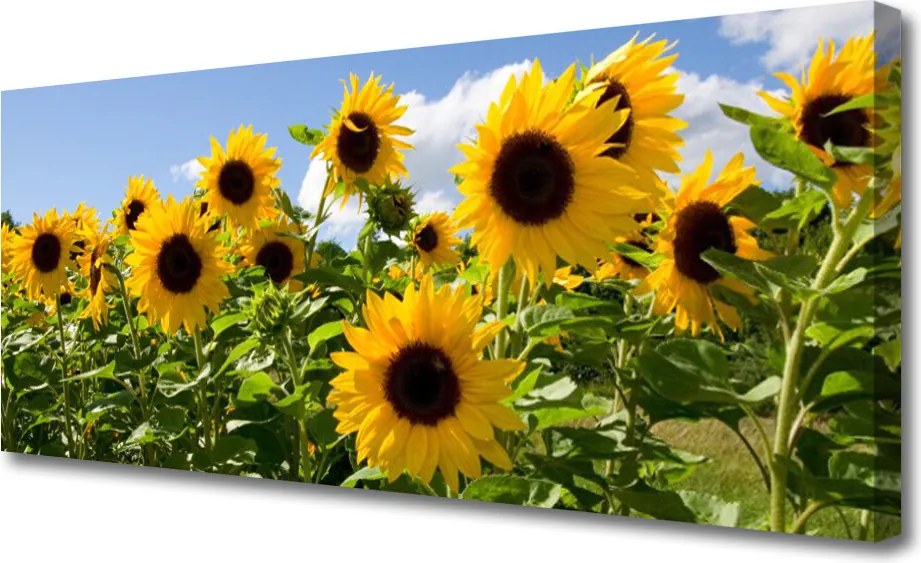 Zdjęcie na płótnie Złoty Słonecznik w Słońcu