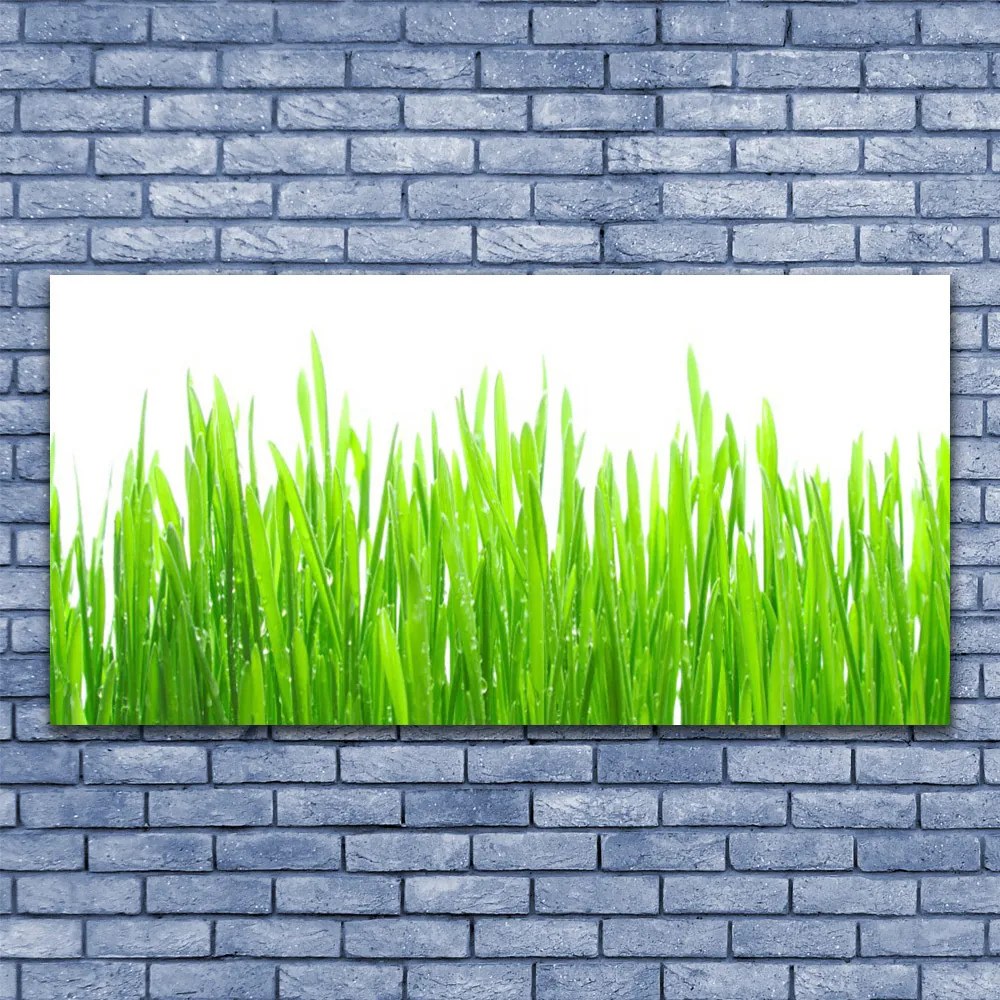 Obraz Canvas Trawa Roślina Natura