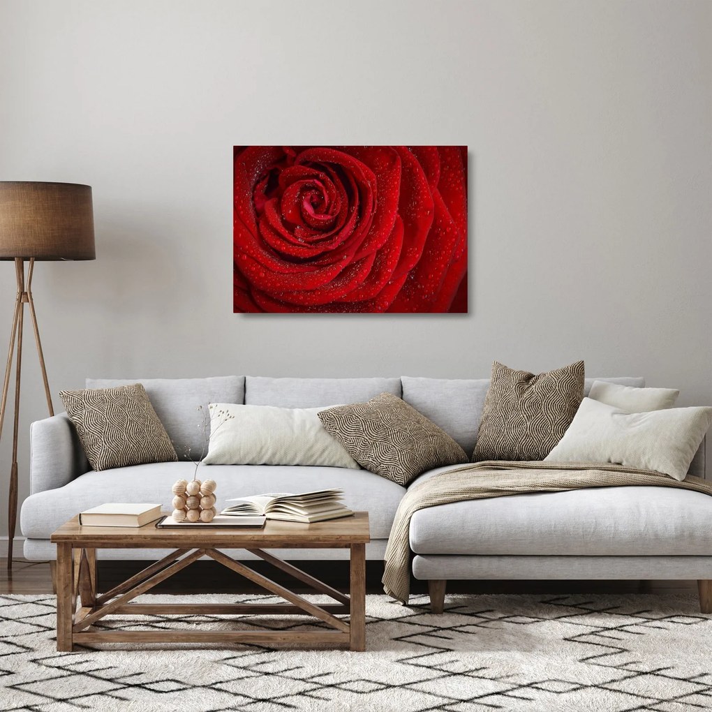 Obraz na szkle - szczegół róży (70x50 cm)