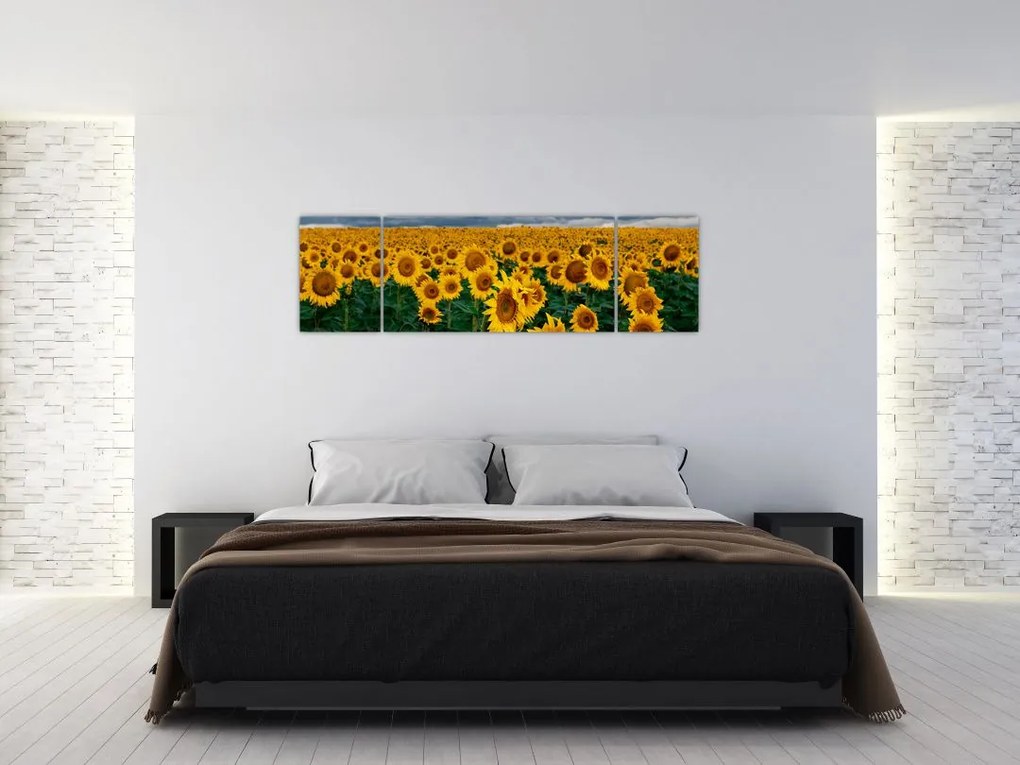 Obraz pola słoneczników (170x50 cm)