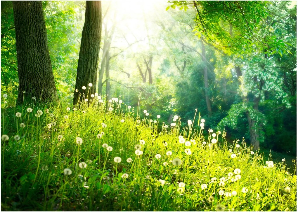Obraz na szkle - Magiczna łąka pełna mniszków lekarskich (70x50 cm)