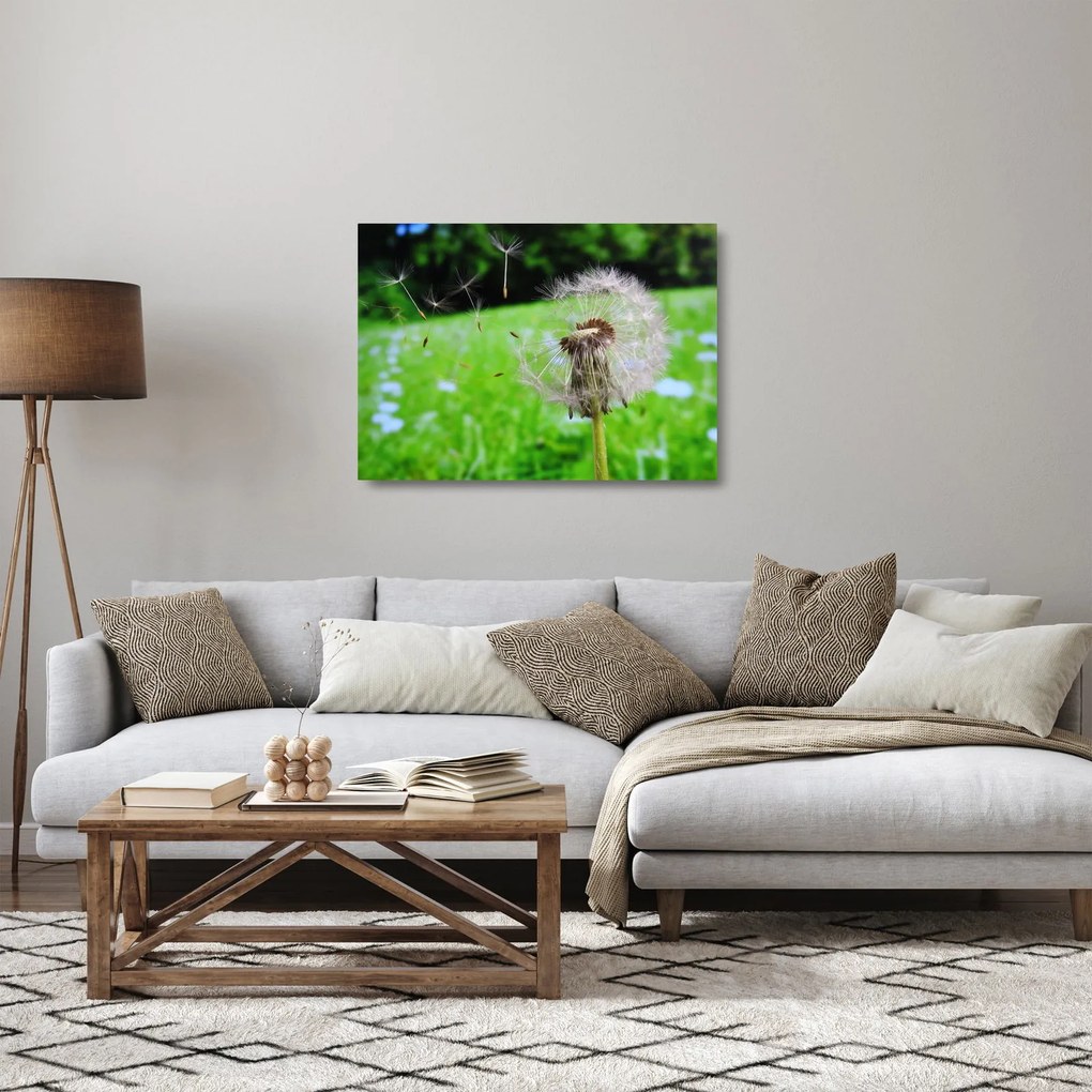Obraz na szkle dmuchawca (70x50 cm)