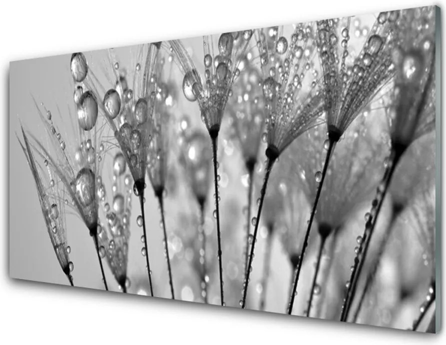 Panel Kuchenny Ulotność Mniszka Lekarskiego