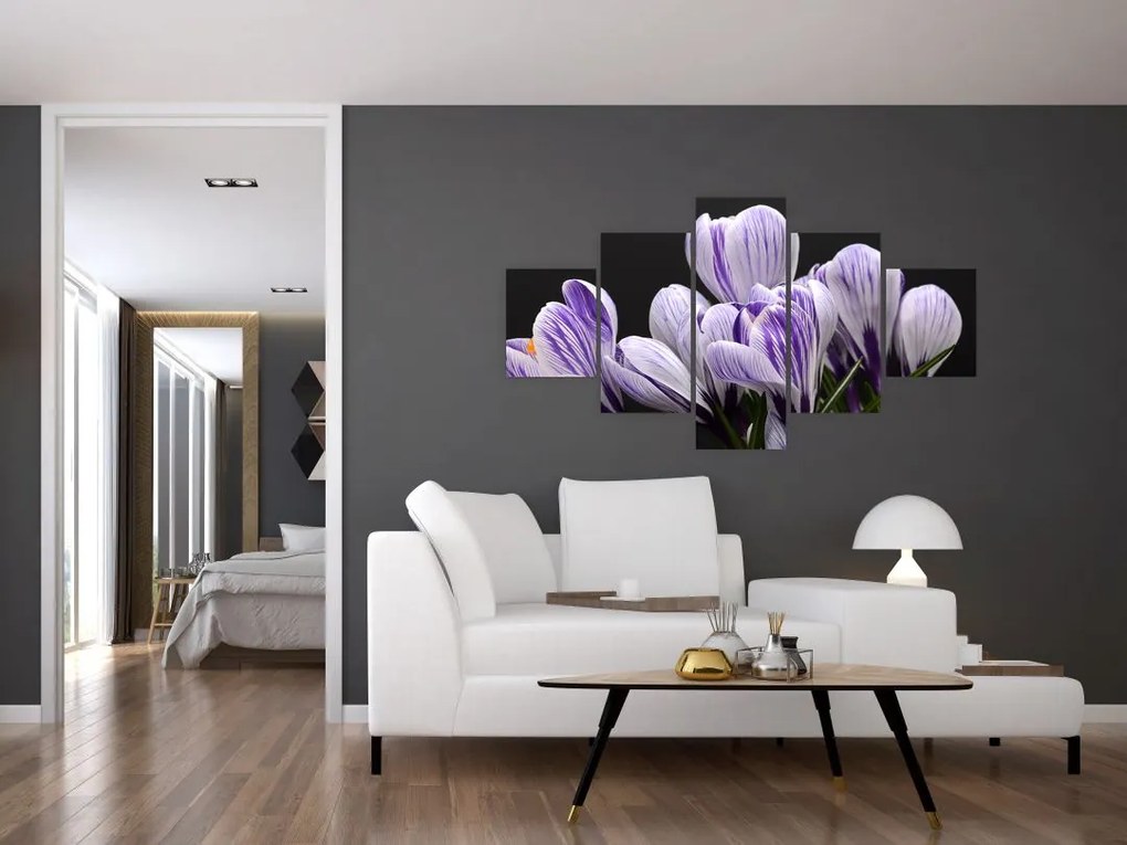Obraz - Fioletowe krokusy (125x70 cm)