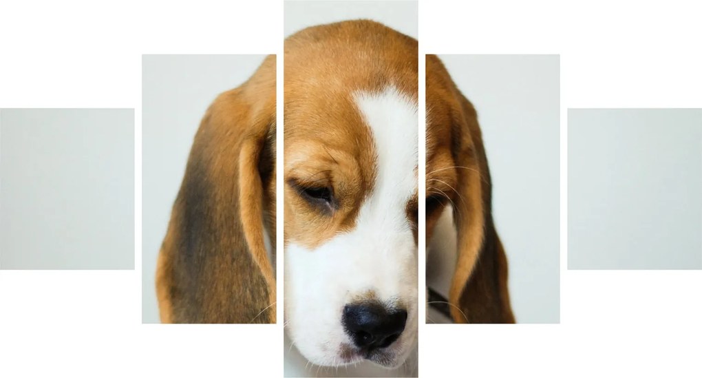 Obraz Beagle (125x70 cm)