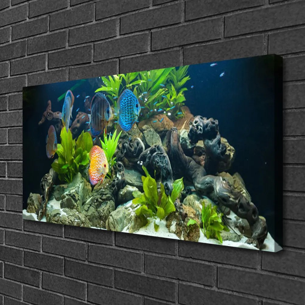 Obraz Canvas Ryba Akwarium Natura