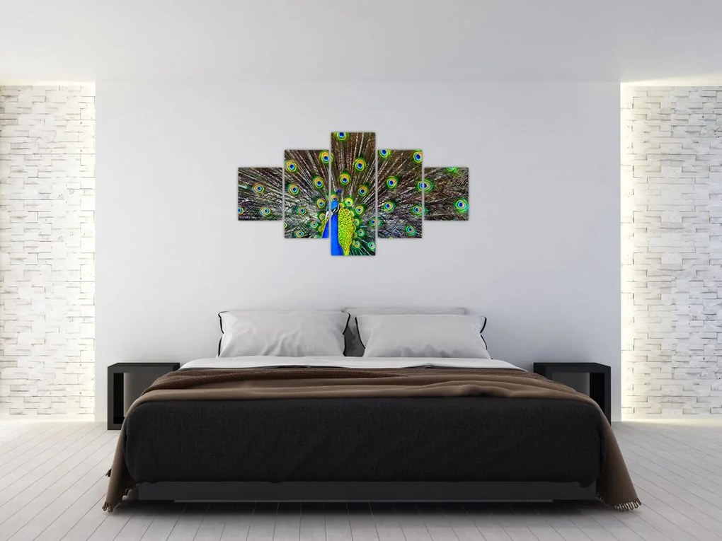 Obraz - Paw (125x70 cm)