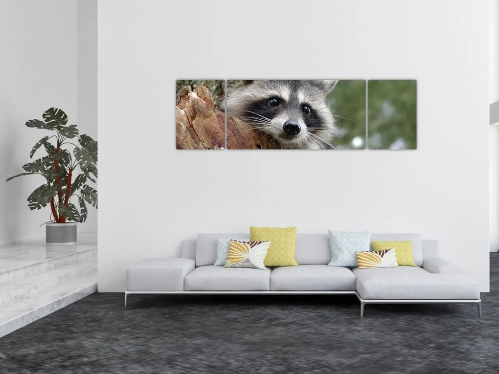 Obraz szopa pracza (170x50 cm)