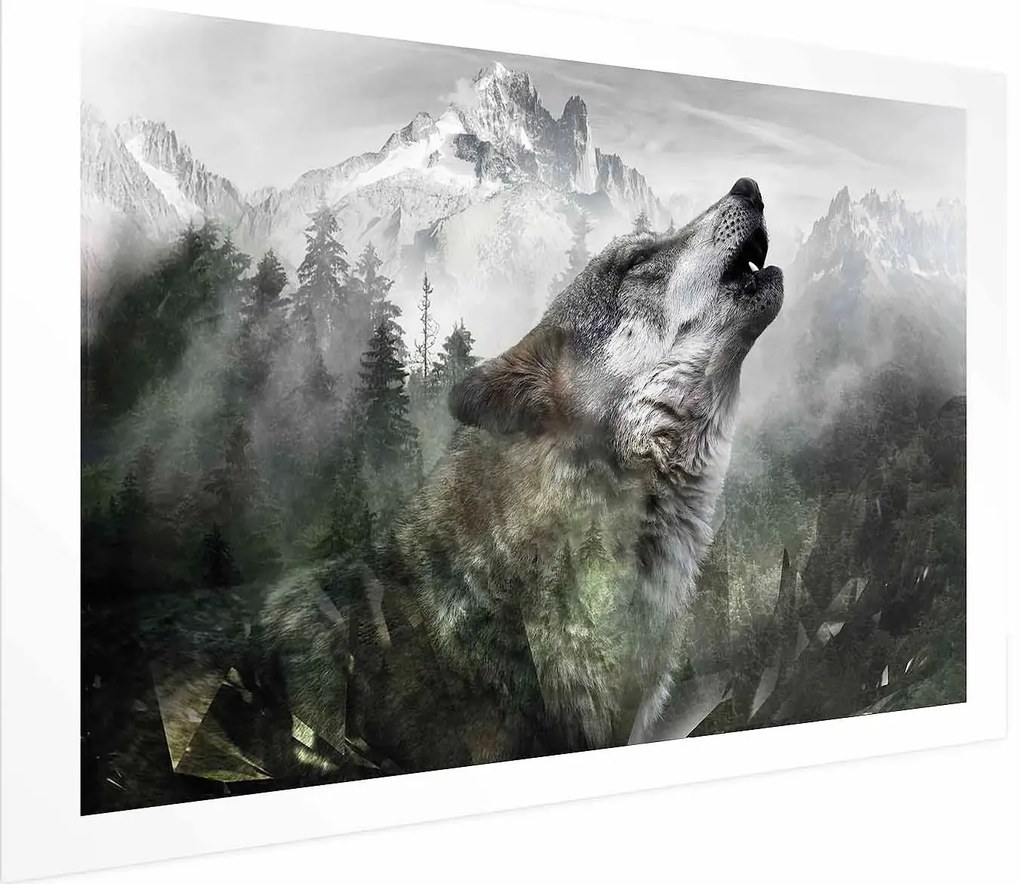 Plakat Wyjący wilk 60x40 cm bez ramy z marginesem ARTGEIST B