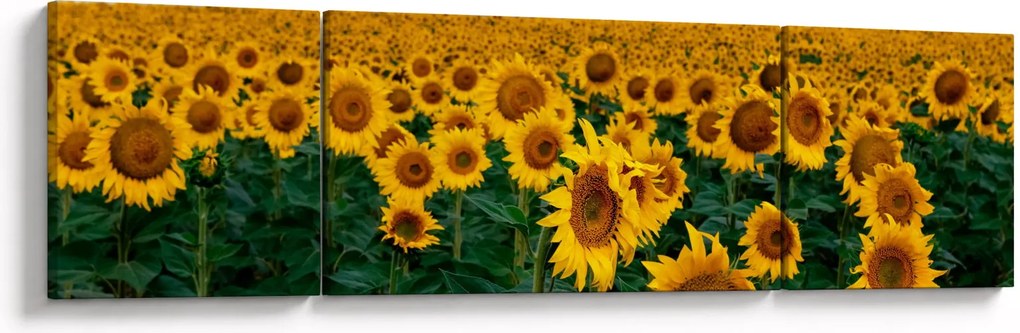 Obraz pola słoneczników (170x50 cm)