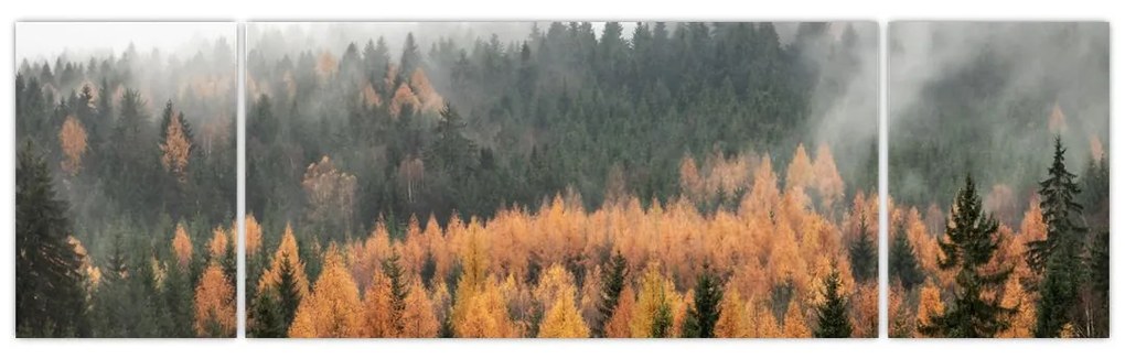 Obraz - Jesienny las (170x50 cm)