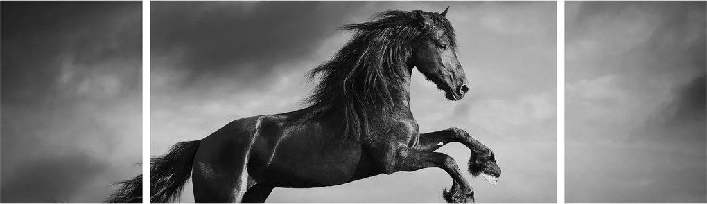 Obraz - Czarny i biały koń (170x50 cm)