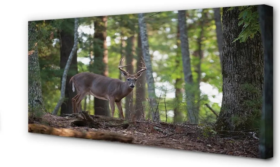 Fotoobraz na płótnie Jeleń w Leśnej Gęstwinie