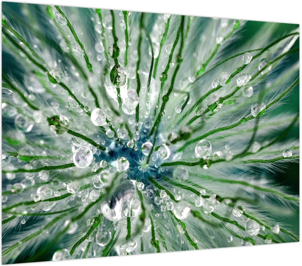Obraz na szkle - Makro zdjęcie kwiatu (70x50 cm)