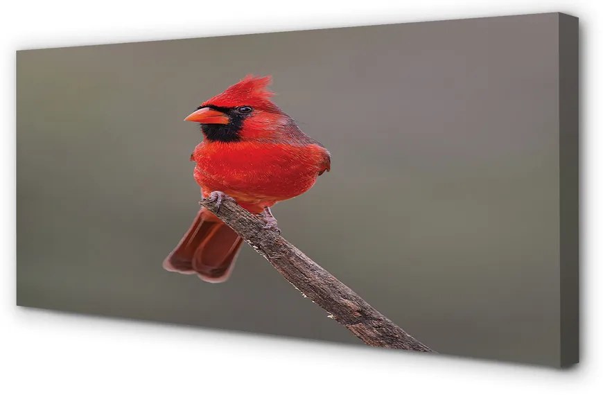 Fotoobraz na płótnie Czerwona Papuga na Gałęzi