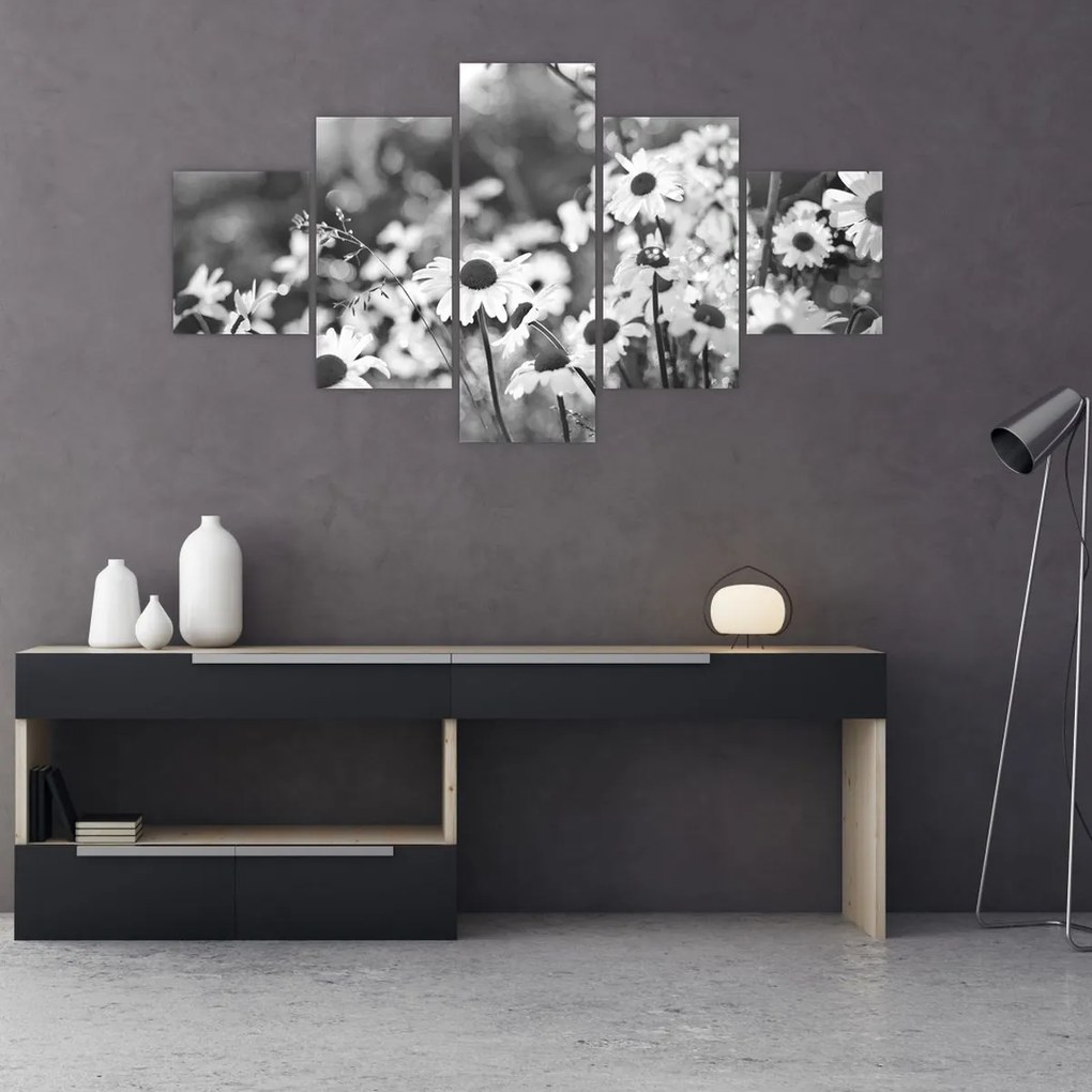 Obraz - Stokrotki (125x70 cm)