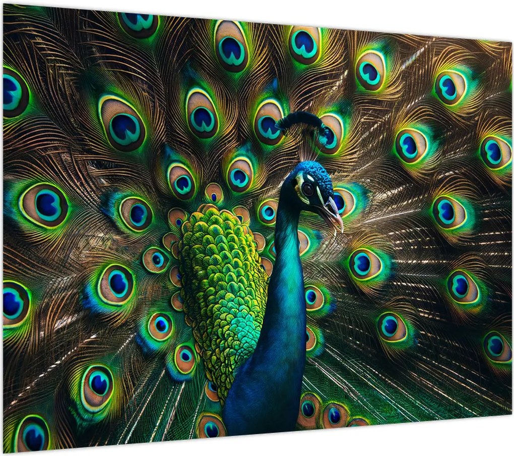 Obraz – Paw (70x50 cm)