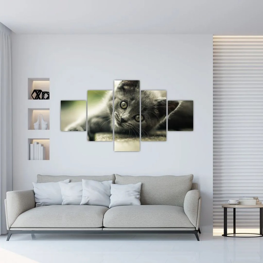 Obraz kotka (125x70 cm)