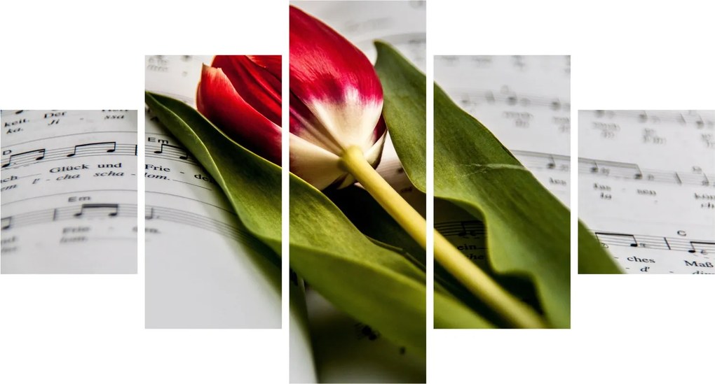 Obraz czerwonego tulipana (125x70 cm)