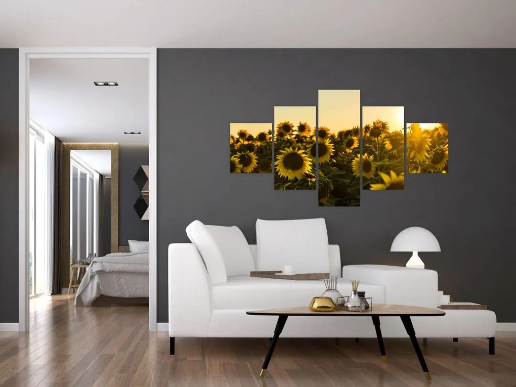 Obraz pola słoneczników (125x70 cm)