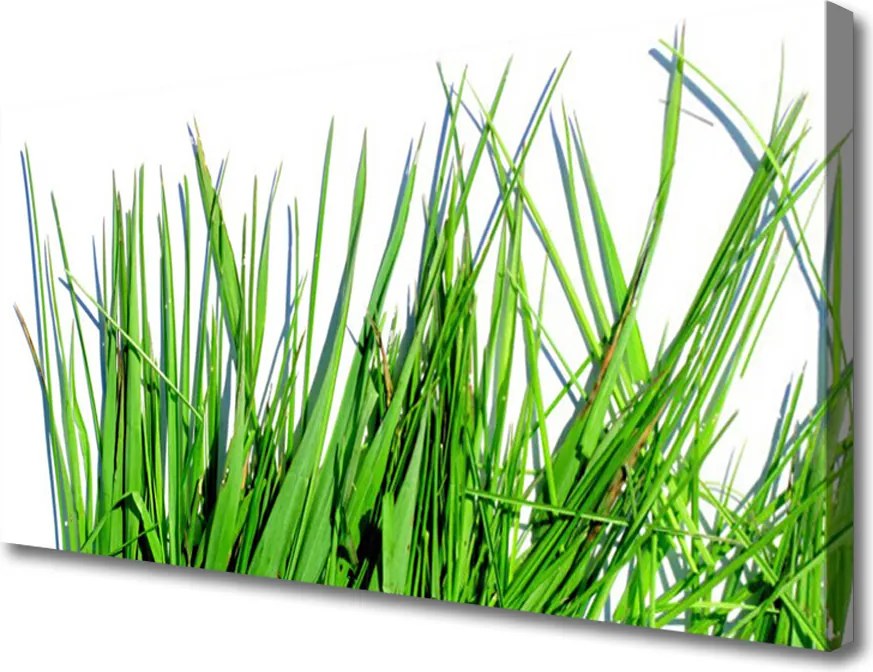 Obraz canvas na ścianę Naturalny Motyw Trawy