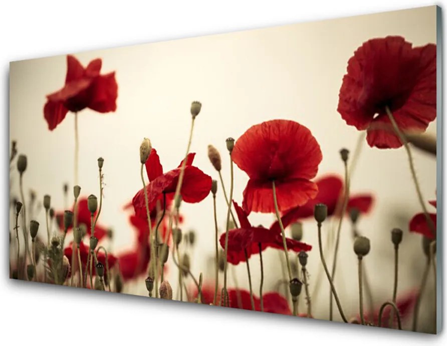 Panel Kuchenny Polne Maki W Rozkwicie