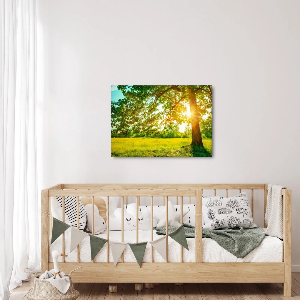 Obraz - Słoneczny Las (70x50 cm)