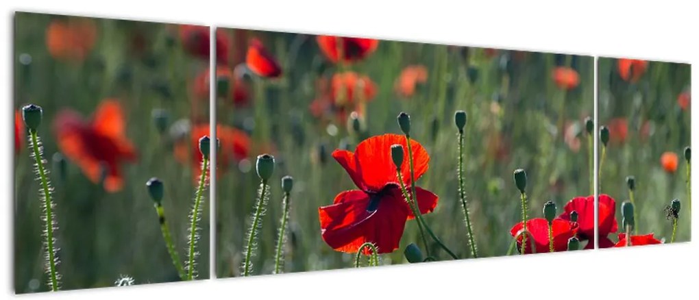 Obraz - Łąka z makami (170x50 cm)