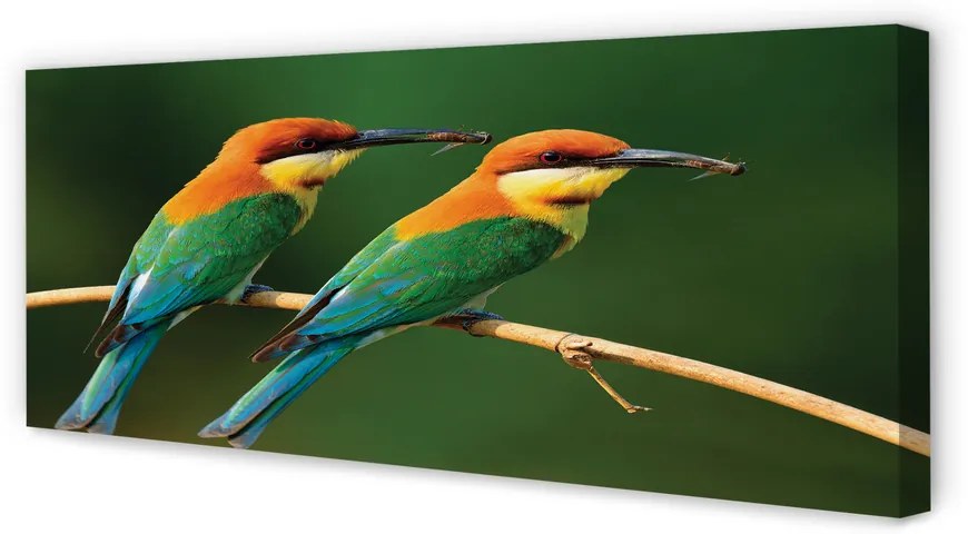 Zdjęcie na płótnie Kolorowe Papugi na Gałęzi