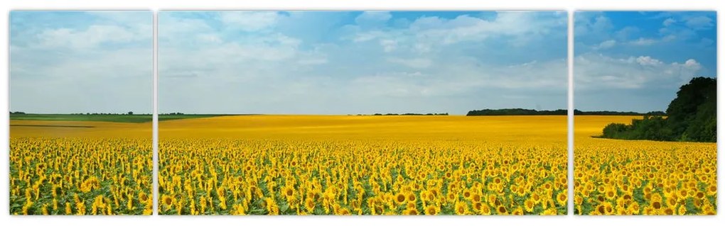 Obraz - ciąg słoneczników (170x50 cm)