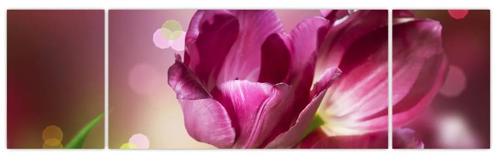 Obraz różowych tulipanów (170x50 cm)