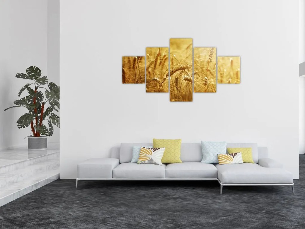 Obraz - Kłosy zboża (125x70 cm)