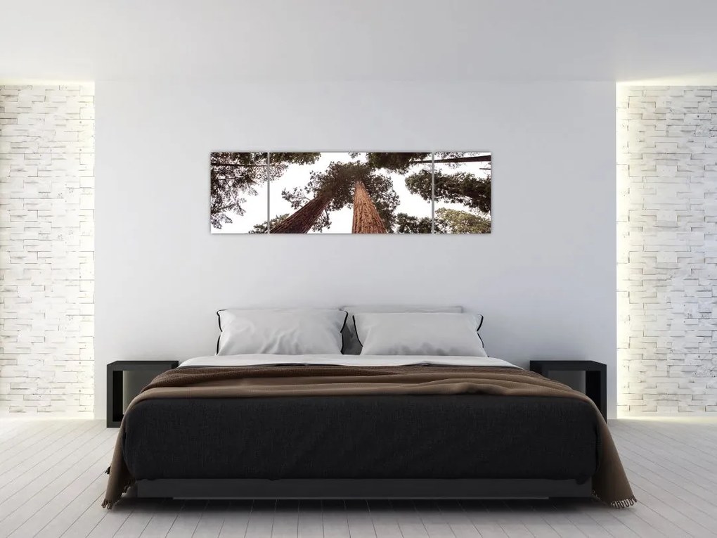 Obraz - Widok przez korony drzew (170x50 cm)