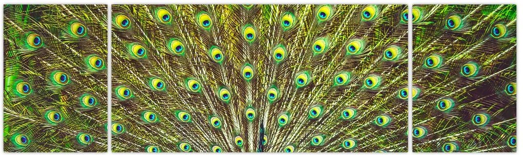 Obraz - Paw (170x50 cm)