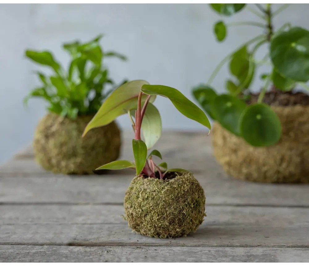 Doniczka ø 9 cm Kokedama – Esschert Design
