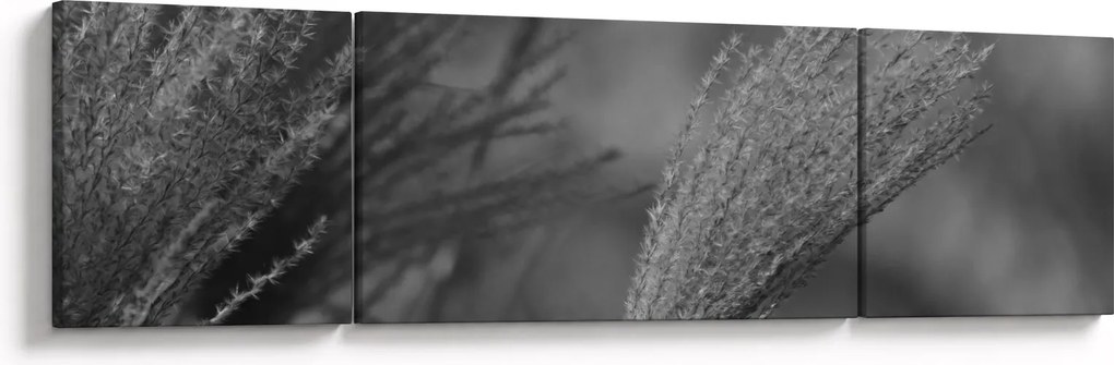 Obraz - Suszona trawa pampasowa (170x50 cm)