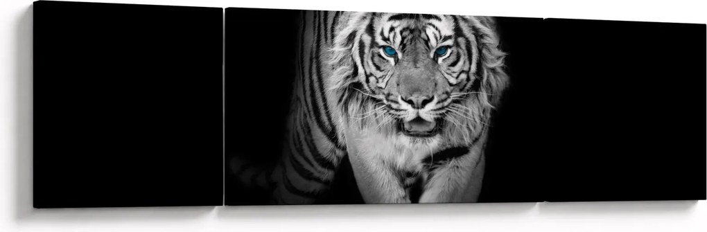 Obraz - Tygrys z niebieskimi oczami (170x50 cm)