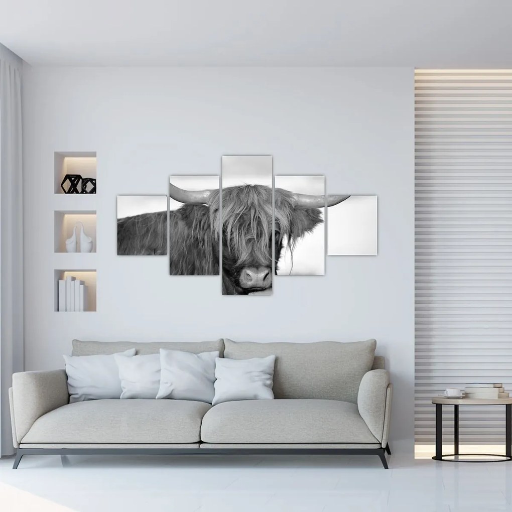 Obraz - Szkocka krowa 2, czarno - biały (125x70 cm)