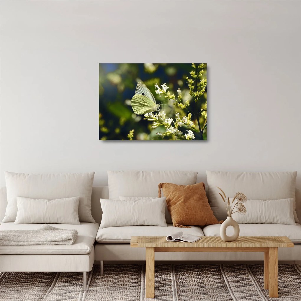 Obraz na szkle motyla (70x50 cm)