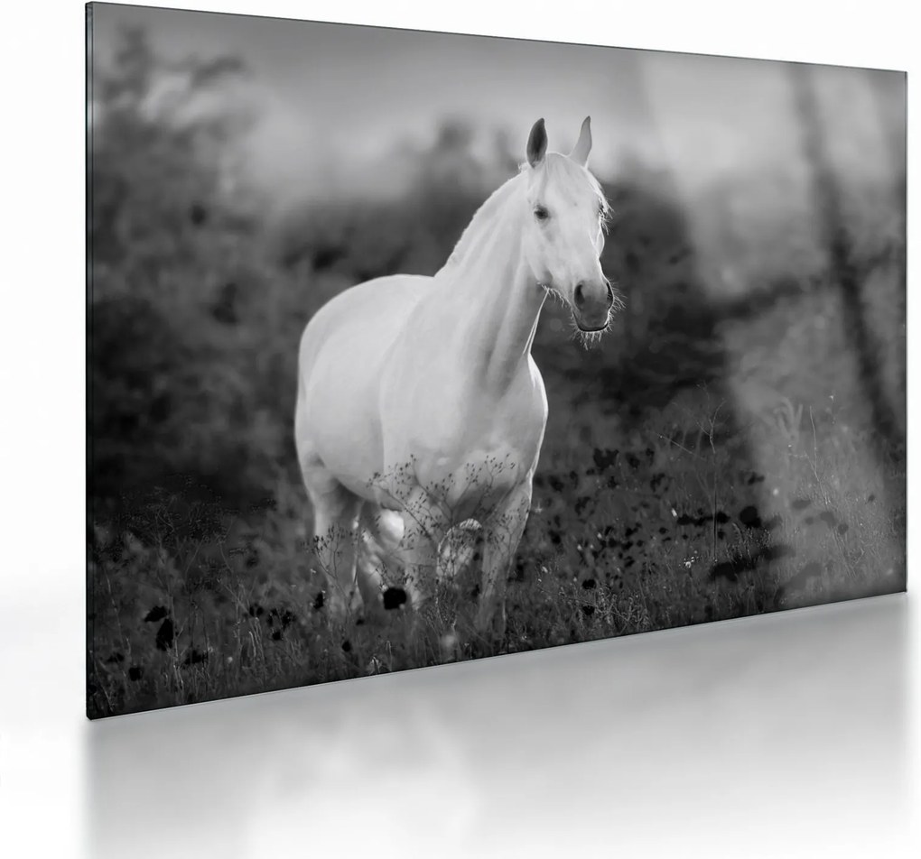 Obraz na szkle białego konia na łące, czarno - biały (70x50 cm)