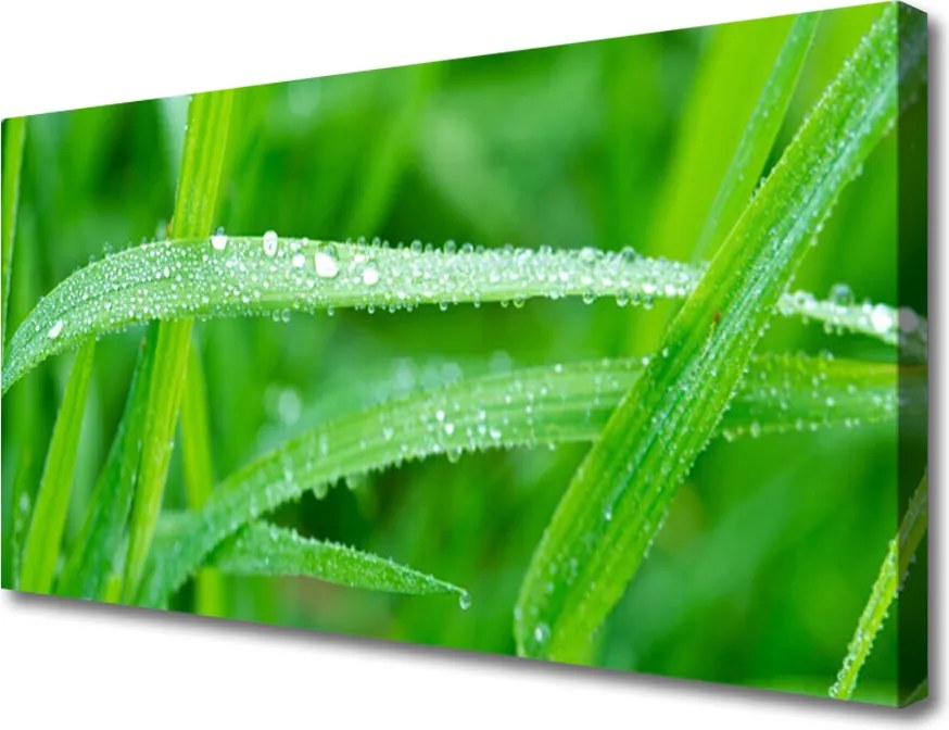 Obraz canvas na ścianę Krople Porannej Rosy na Liściu