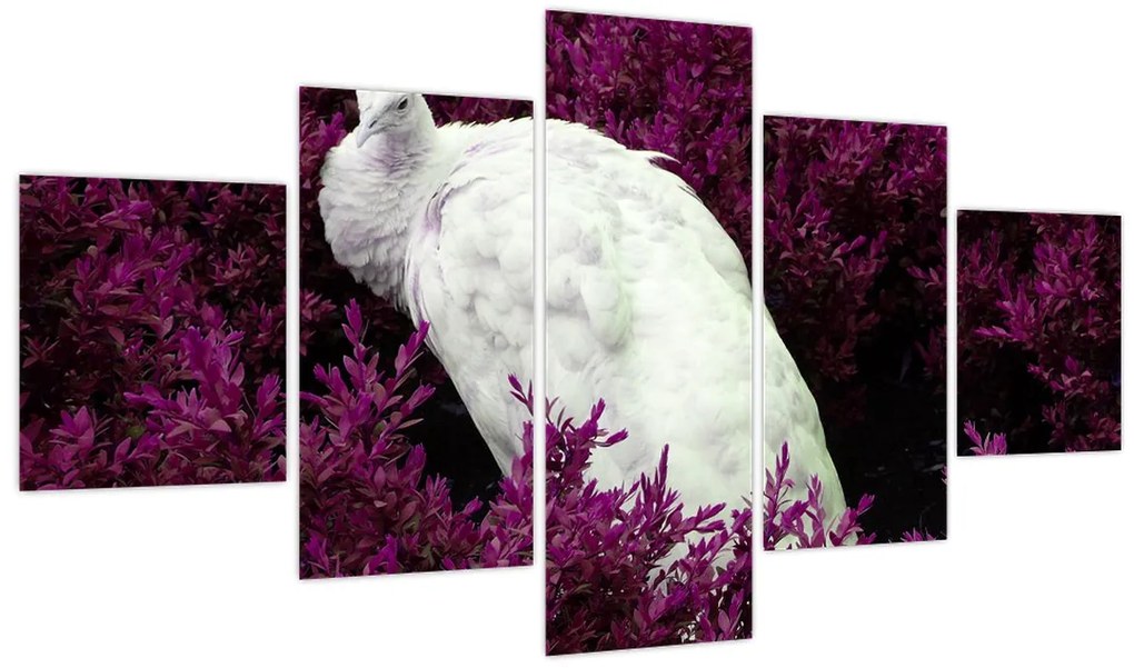 Obraz - Biały paw (125x70 cm)
