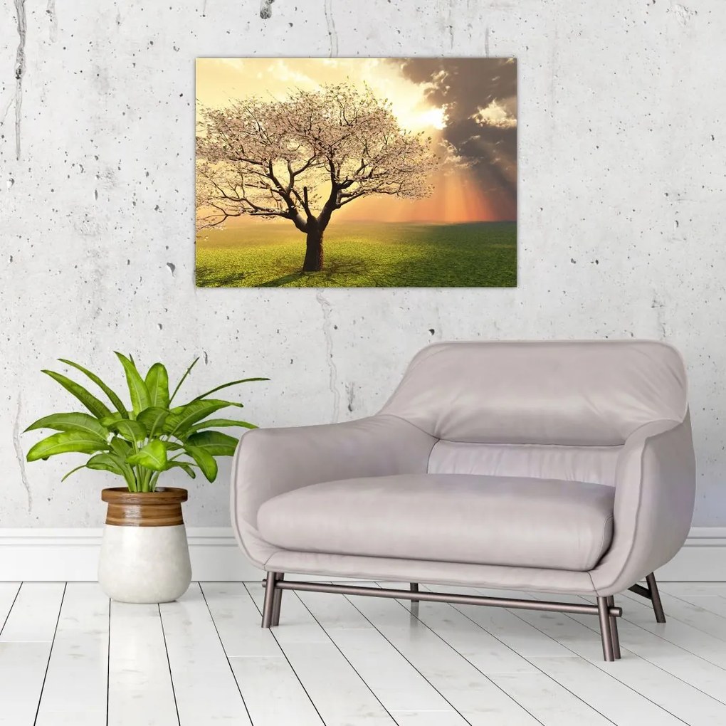 Obraz na szkle drzewa na łące (70x50 cm)