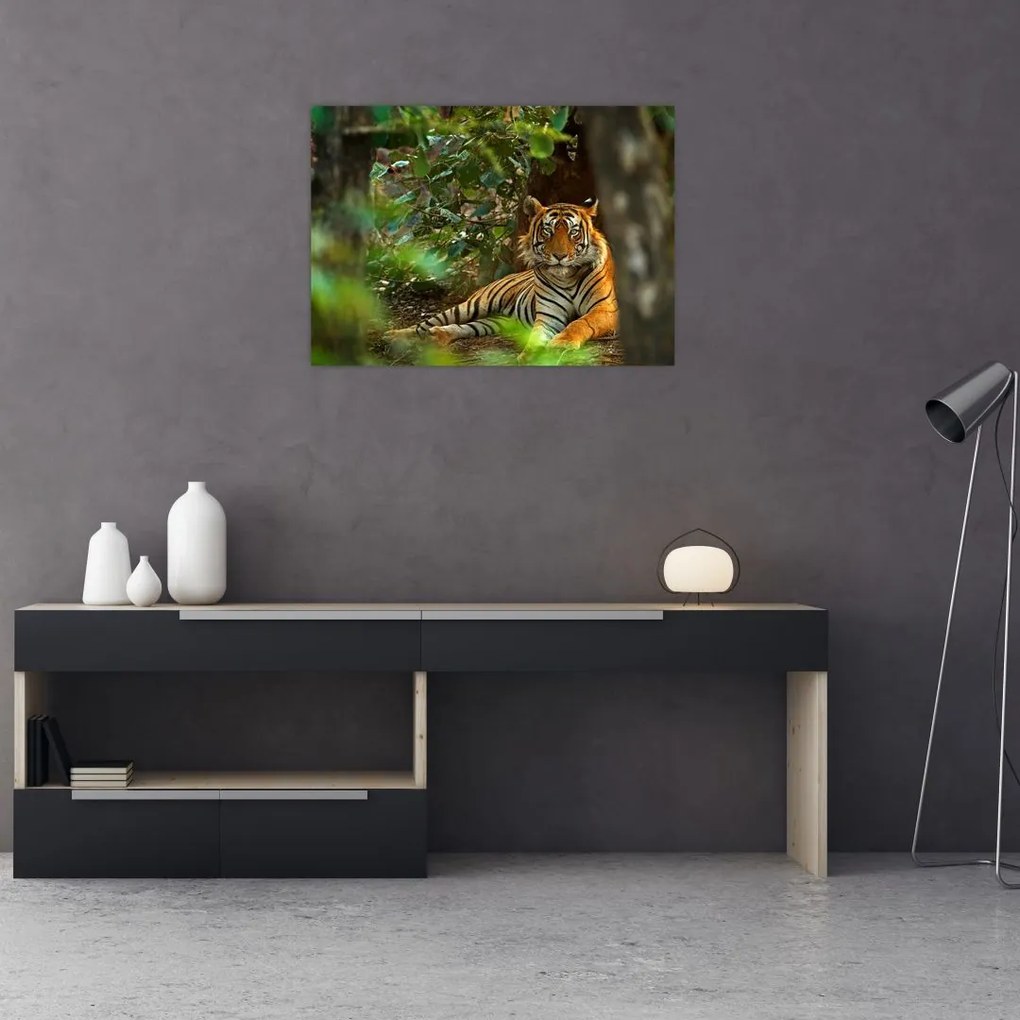 Obraz na szkle odpoczywającego tygrysa (70x50 cm)