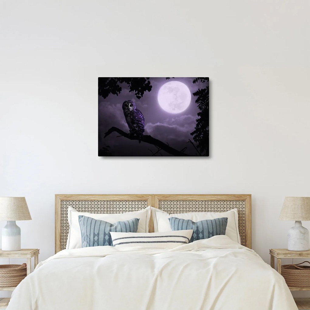 Obraz - Nocna sowa, fioletowy (70x50 cm)