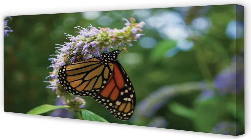 Obraz na płótnie Kolorowy Motyl na Płatkach Kwiatu