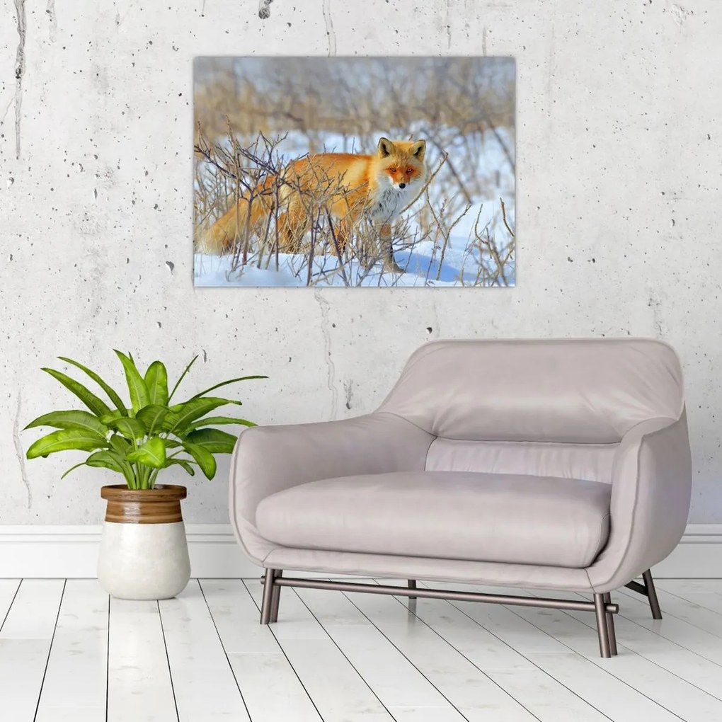 Obraz - Lis (70x50 cm)