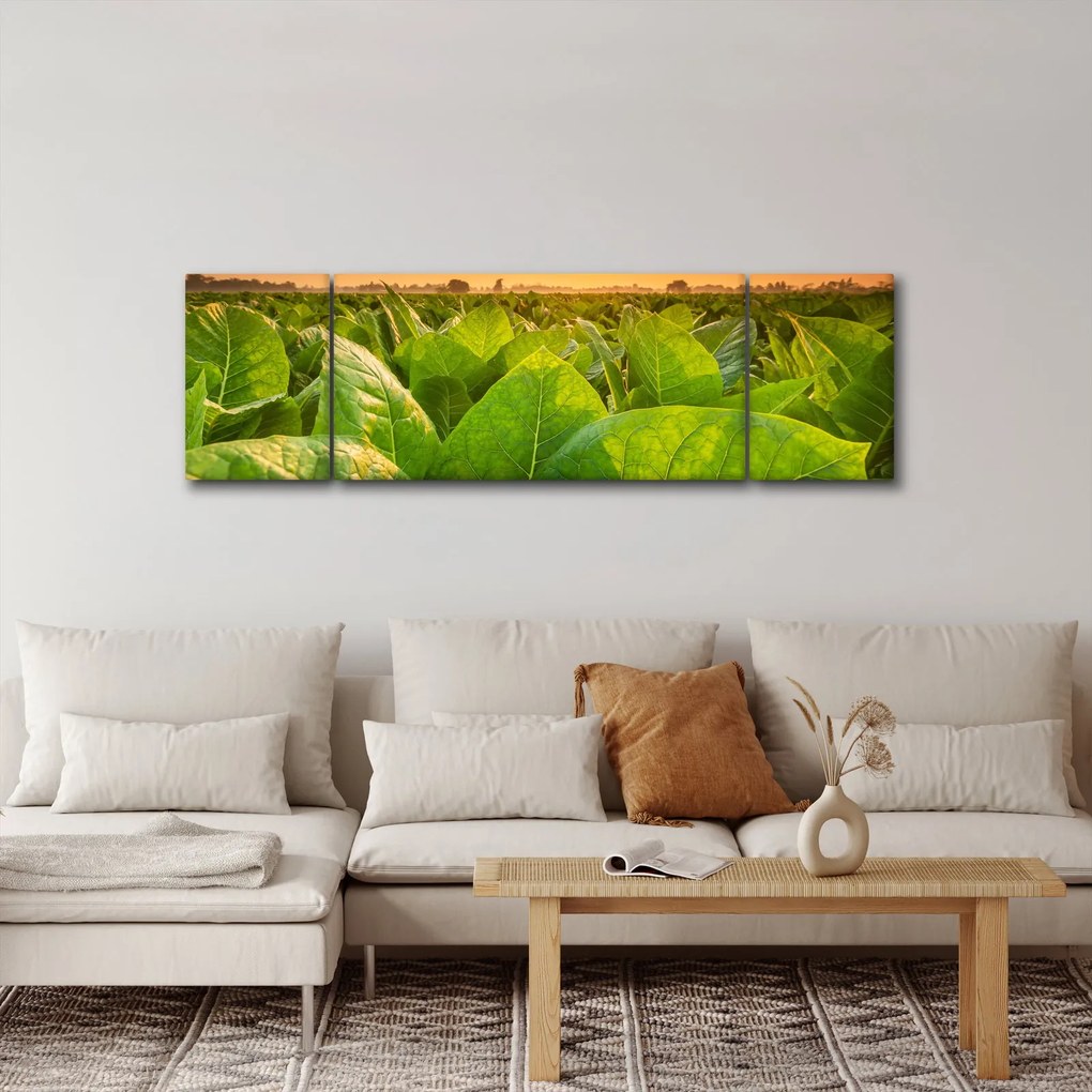 Obraz - Pole (170x50 cm)