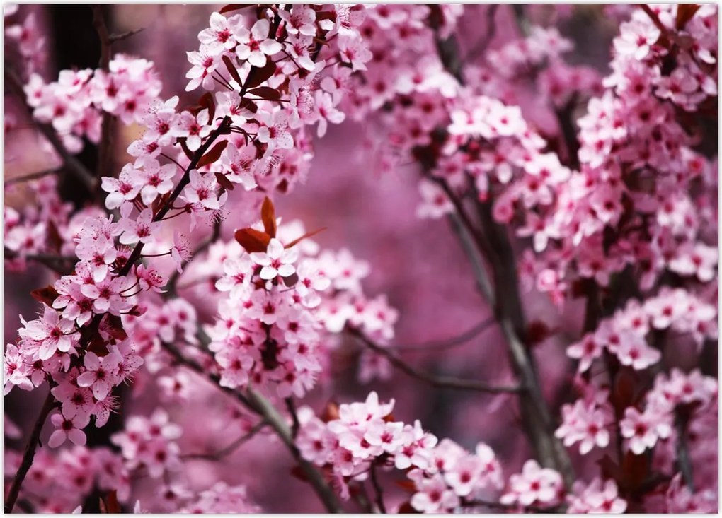 Obraz - Różowa sakura (70x50 cm)